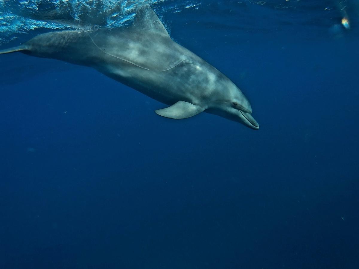 Dolphin Safari Lodge *